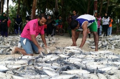 ބުރުންޏަށް 7000 ރާގޮނޑި، ލައްކައެއްހާ ރުފިޔާގެ އާމްދަނީއެއް!