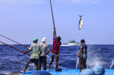 ބޮޑު ކަންނެލީގެ މަސްވެރިކަމަށް ކޯޓާ ވިއްކަން ފަށަނީ