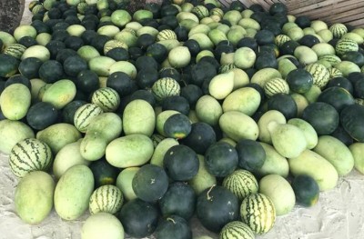 ގަމީރާ އަށް މި ފަހަރު ރޯދަ އަށް ތައްޔާރެއް ނުވެވުނު