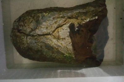 ކުމުންދޫން ހޮވި މާވަހަރުގެ އަގު 17 މިލިޔަން ރުފިޔާ އަށް