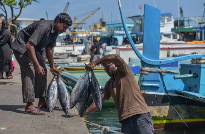 މަސް ކިރުވި މިންވަރާއި އެކްސްޕޯޓްކުރި މިންވަރު ވެސް ދަށަށް