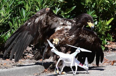 ޑްރޯންތައް ހުއްޓުވަން ނެދަލެންޑްސް ފުލުހުން ބާޒުގެ ލަޝްކަރެއް ނެރެފި