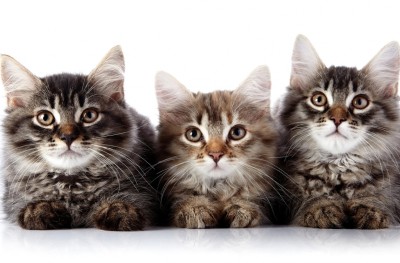 ފުރާނައަށް ނުރައްކާ އިންފެކްޝަނެއް ބުޅަލުގެ ސަބަބުން ޖެހޭ