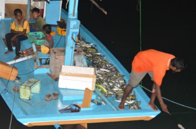 ވައިކަރަދޫ ފަޅު ތެރޭގައި ގިނަ އަދަދެއްގެ މަސްތައް މަރުވަނީ