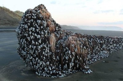 ނިއު ޒިލެންޑްގެ ގޮނޑުދޮށަށް ގޮތް ނޭނގޭ އެއްޗެއް؟