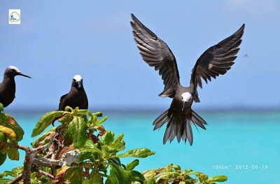 ހިމާޔަތްކޮށްފައިވާ ދޫނިތަކެއް ގެންގުޅުނު މީހަކު ލައްކައަކަށް ވުރެ ގިނަ ރުފިޔާ އިން ޖޫރިމަނާކޮށްފި