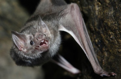 "ވެމްޕަޔާ ބެޓް" އިންސާނުންގެ ލޭ ވެސް ބޮނީ