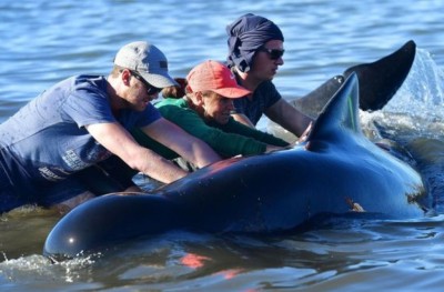 ނިއު ޒީލެންޑުގެ ގޮނޑުދޮށަށް ލައްވި 100 އަށް ވުރެ ގިނަ ބޮޑުމަސް ފުންކޮށްފި