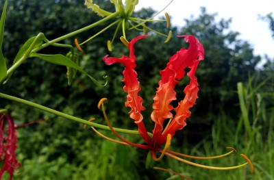 ވިހަލަގޮނޑިއެއް ކެވިގެން ކުއްޖަކު މަރުވެއްޖެ