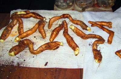 ވިހަލަގޮނޑިއެއް ކެވިގެން ކުއްޖަކު މަރުވެއްޖެ