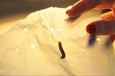 ކޮކާ ފަންޏަށް ޕްލާސްޓިކް ކޮތަޅު ނައްތާލެވިދާނެ