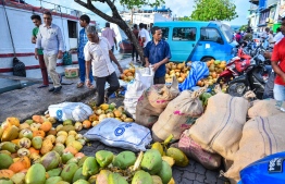 ކާއްޓާއި ކުރުނބާގެ އަގު ހެޔޮކުރަން އެގްރިކަލްޗަ މިނިސްޓްރީގެ ބައެއް ފަޅުރަށްރަށް ހުޅުވާލައިފި