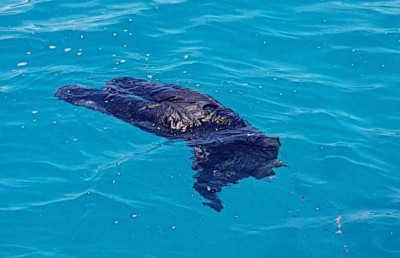 މަރުވެފައިވާ މީހެއްގެ ހަށިގަނޑު ފެނިއްޖެ