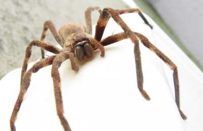 ހަރުފަ އާއި ފައިދިގުމަކުނު ދެކެ ބިރުގަތުމަކީ ތޮބީއީ ކަމެއް: ދިރާސާ