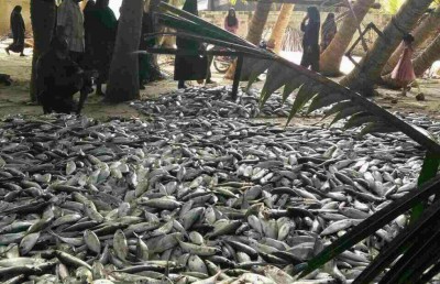 މަގޫދޫ ފަޅުތެރޭން 55،000 މުށިމަސް ހިފައިފި