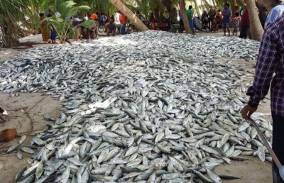 މަގޫދޫ ފަޅުތެރޭން 55،000 މުށިމަސް ހިފައިފި