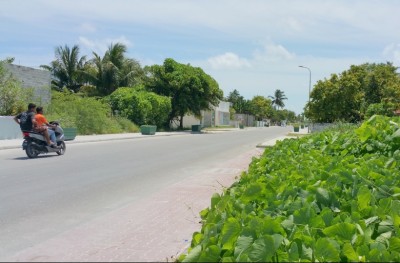 ހިތަދޫގައި ދަގަނޑުބުރިއަކުން ކުއްޖަކަށް ހަމަލާދީ، ޒަހަމްކޮށްލައިފި