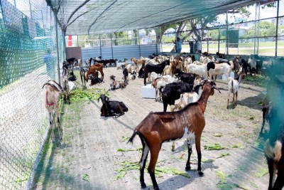 މިނިވަން ފޯރީގައި ބަކަރި ކަތިލުމުގެ ތައްޔާރީތައް ކުރިއަށް!