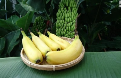 ތޮއްޓާއެކު ކާލަން ހާއްސަ ދޮންކޭލެއް