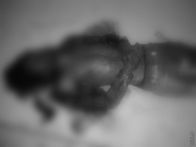 ޒިޔަދަމްގެ މަރާ ގުޅިގެން ދެ މީހެއްގެ މައްޗަށް ދައުވާ ކުރަން ފޮނުވައިފި