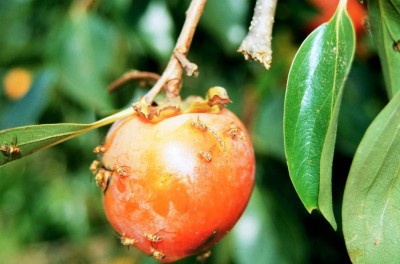 ފުރުޓް ފްލައި އިތުރު ރަށަކުން ފެނިފައެއް ނެތް: މިނިސްޓްރީ