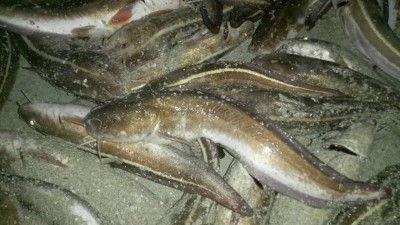 ވިހަ ކައްޓެއް ހުންނަ މަސްތަކެއް ވޭމަންޑޫ ފަޅު ތެރެއިން ހިފައިފި