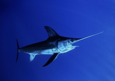 ހިބަރެއްގެ ތުންގަނޑުން ހެރި މީހަކު މަރުވެއްޖެ