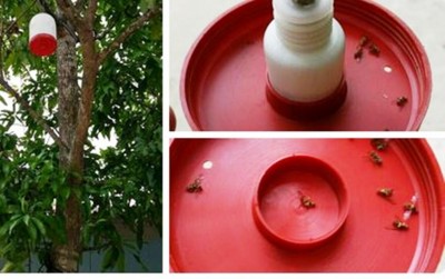 ފުރުޓް ފުލައި އުޅޭތޯ ބެލުމަށް 10 ރަށަކަށް ޓުރެޕް ފޮނުވަން ނިންމައިފި