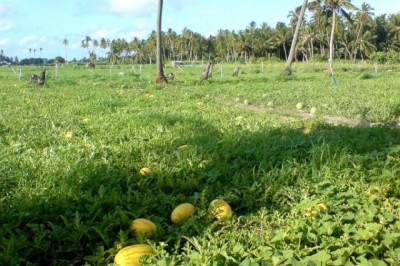 މޫސުން ގޯސްވުމުގެ ސަބަބުން ރާއްޖޭގެ ގިނަ ދަނޑުބިންތައް ހަލާކުވެއްޖެ