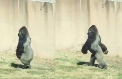 މި ގޮރިއްލާ ހިނގަނީ ހަމަ އަހަރެމެން ހިނގާ ގޮތަށް