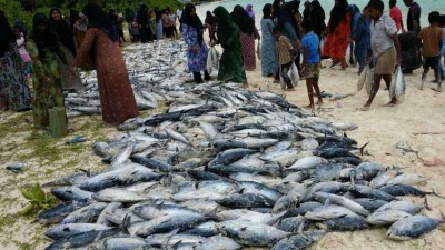 ފިއްލަދޫ ފަޅުން ލައްޓި ހިފަން ފަށައިފި