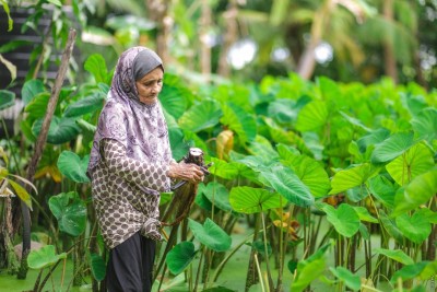 އައްޑޫ އާއި ފުވައްމުލަކު ކުޅިތަކުން ނަފާ ހޯދަން މަޝްރޫއެއް އިފްތިތާހުކޮށްފި
