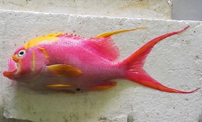 ދުނިޔޭން މަދުން ނޫނީ ނުފެންނަ މަހެއް ރާއްޖޭގެ މަސްވެރިޔަކު ބާނައިފި