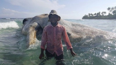 އައްޑޫ އަށް ލެއްގި ބޮޑު މަހުގެ ބޮލުގައި ވާ ޖަހައިގެން ކަނޑަށް ބޭރުކޮށްފި