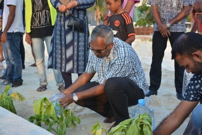 އާ އާޓިފިޝަލް ބީޗު ސަރަހައްދުގައި 300 އަށްވުރެ ގިނަ މަގޫގަސް އިންދައިފި