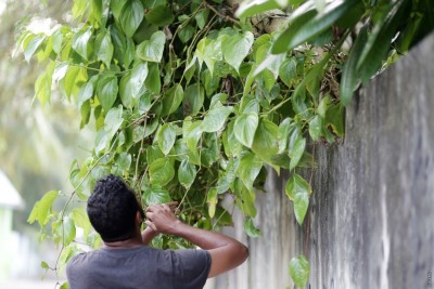 ތޮއްޑޫ ކޮންމެ ގެއެއްގައި ބިލެތް، ބިލެތް ވިއްކައިގެން ގޭގެ ހަރަދުތައް ބެލެހެއްޓޭ