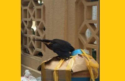 ސަމާލުވޭ: ހިމާޔަތްކޮށްފައިވާ ދޫނި މި ދުވަސްވަރު ރާއްޖެ އަންނާނެ، ނުހިފާތި!