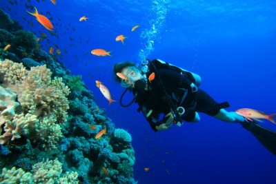 ހުއްޓާނުލާ 48 ގަޑިއިރު ޑައިވްކުރަނީ، ޓެލެކޮމް ޕާޓްނަރަކަށް ދިރާގު