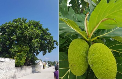 ބަނބުކެޔޮ: ކާނާ ޔަގީންކުރަން ކުޑަ މިންވަރެއް