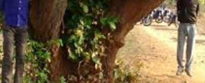 ބަފަލޯ ވިއްކަން އިންޑިއާގެ ބާޒާރަކަށް ދިޔަ ދެ މުސްލިމަކަށް ބަޔަކު ހަމަލާދީ، ދަން ޖައްސައިފި