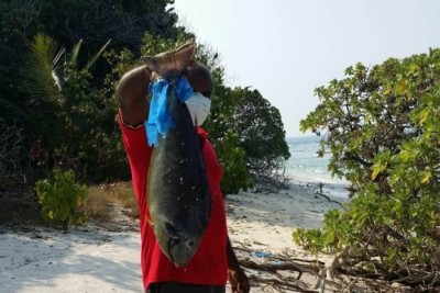 އެންމެ ހޫނުގަދައީ ދެކުނަށް، އެކަމަކު މަސް މަރުވެގެން ލައްގަނީ އުތުރަށް!