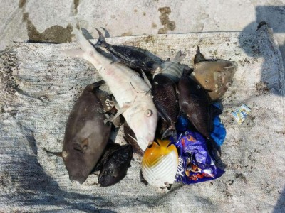 މަރުވެފައިވާ މަސް ރާއްޖޭގެ ރަށްރަށަށް ލައްގަން ފަށައިފި