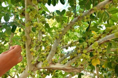 ވައްތީނި ރާއްޖޭގައި ހައްދައިފި، އެކަމަކު ދޮން ކުރެވޭ ގޮތެއް ނުވި!