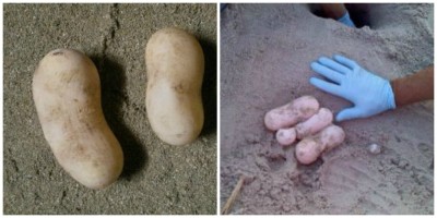 ވައިކަރަދޫ އިން ފެނުނީ ކޮން އެއްޗެއްގެ ބިސްތަކެއް؟