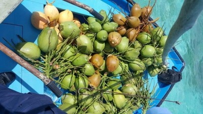 ގަވާއިދާ ހިލާފަށް ކުރުނބާ އަޅަމުން ދިޔަ ބަޔަކު ހައްޔަރުކޮށްފި