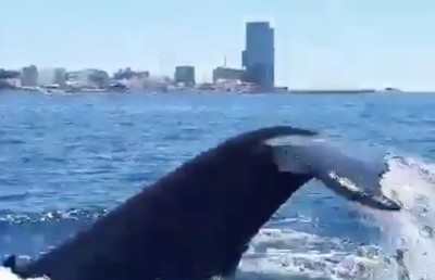 މާލެ ކައިރިން ބޮޑުމަހެއް!