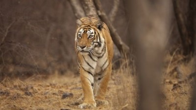 އިންޑިއާގެ އެންމެ މަޝްހޫރު މިނިކާވަގުގެ މަރާއެކު އިންޑިއާ ރޮއްވާލައިފި