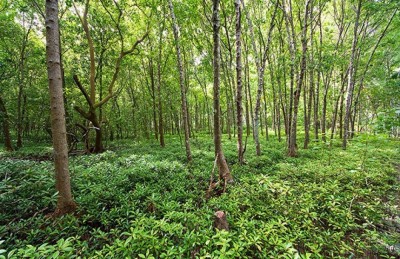 ތިމާވެށީގެ މައްސަލަތަކަށް ގްރީން ފަންޑެއް އުފައްދަނީ