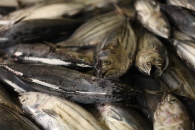 ސެޕްޓެމްބަރުގައި ކިރުވި މަހުގެ އަދަދު 21 ޕަސެންޓު މައްޗަށް