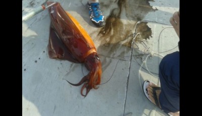 ރާއްޖޭން އާންމުކޮށް ނުފެންނަ ވައްތަރުގެ ބޯވަދިލަ މަހެއް ބާނައިފި